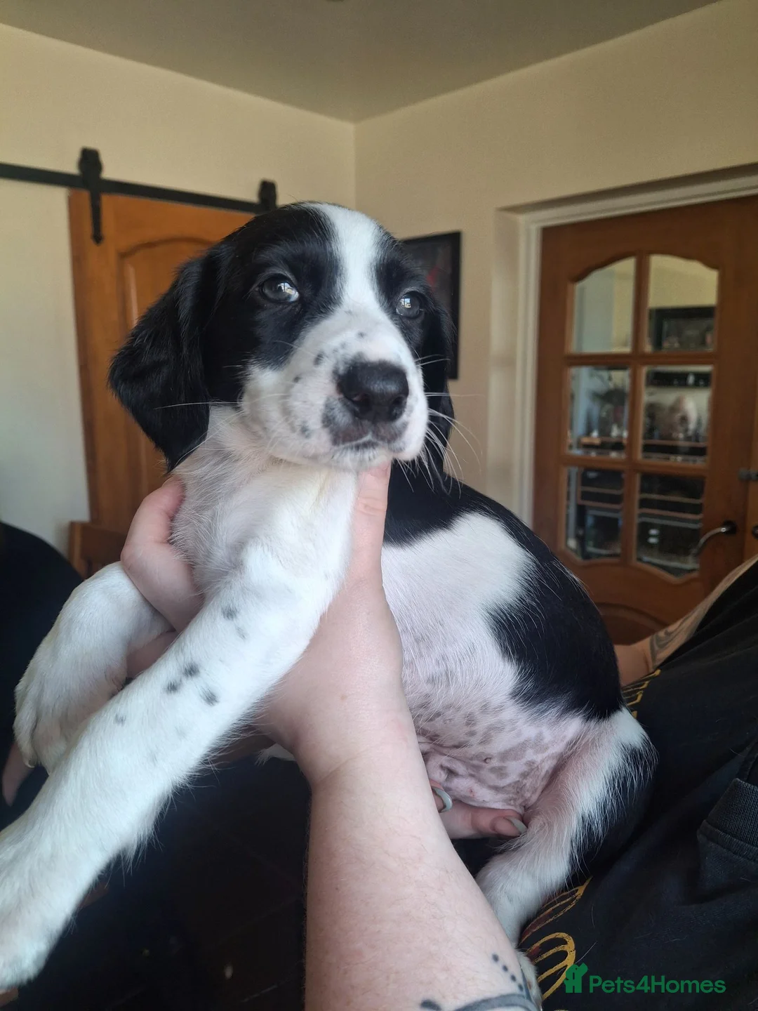 Mixed Breed dogs for sale: Kelpie cross spaniel pups - Advert 2