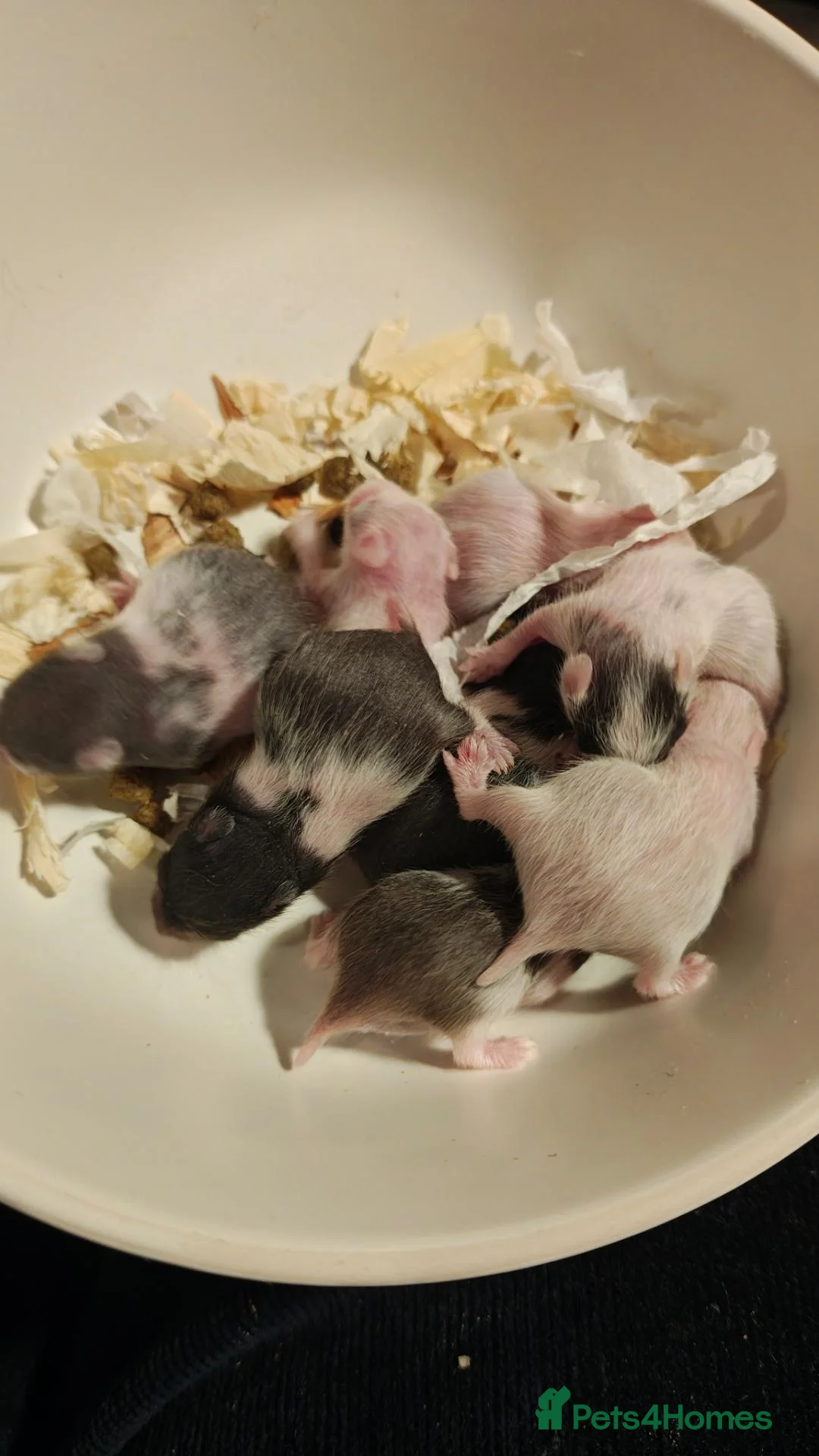 Hamster rodents for sale: Baby Syrian Hamsters ready for homes 20th October - Advert 5