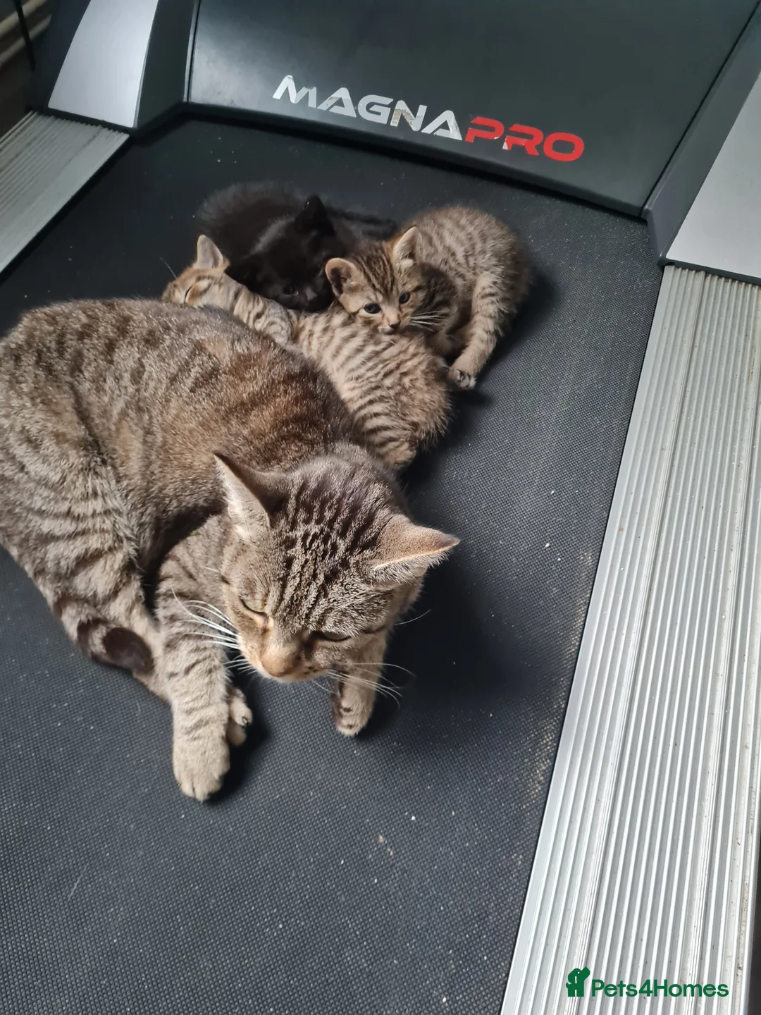 Mixed Breed cats for sale: 2 tabby 1 all black females £90 each - Advert 2