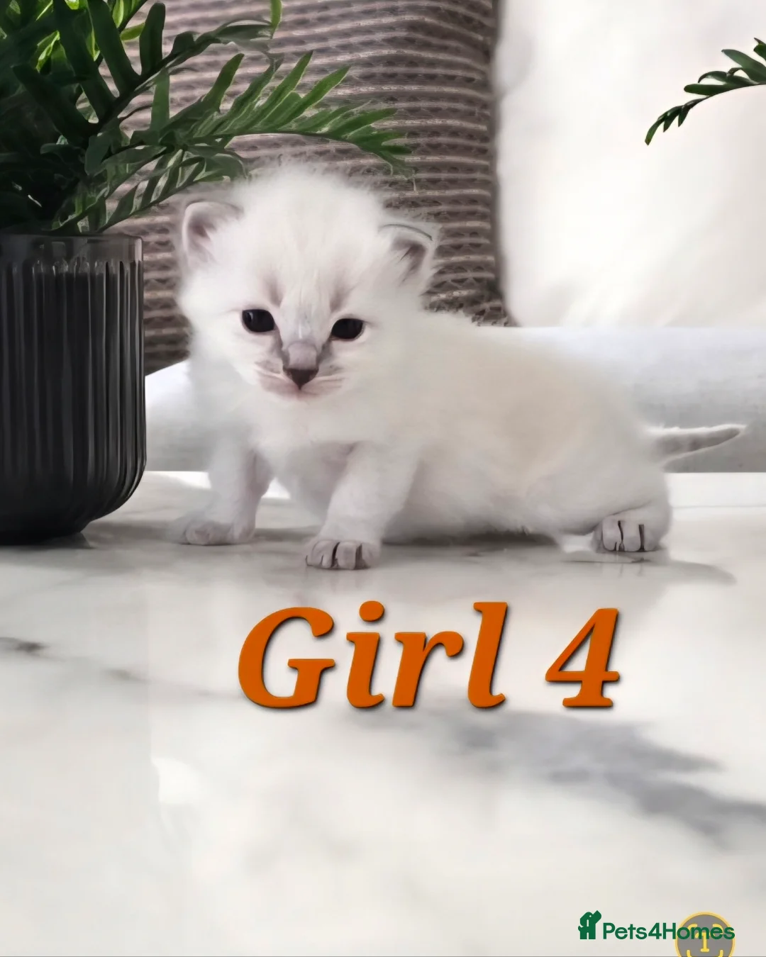 Ragdoll cats for sale: 🤍Pure Ragdoll Blue Point & Lynx Kittens Available - Advert 2