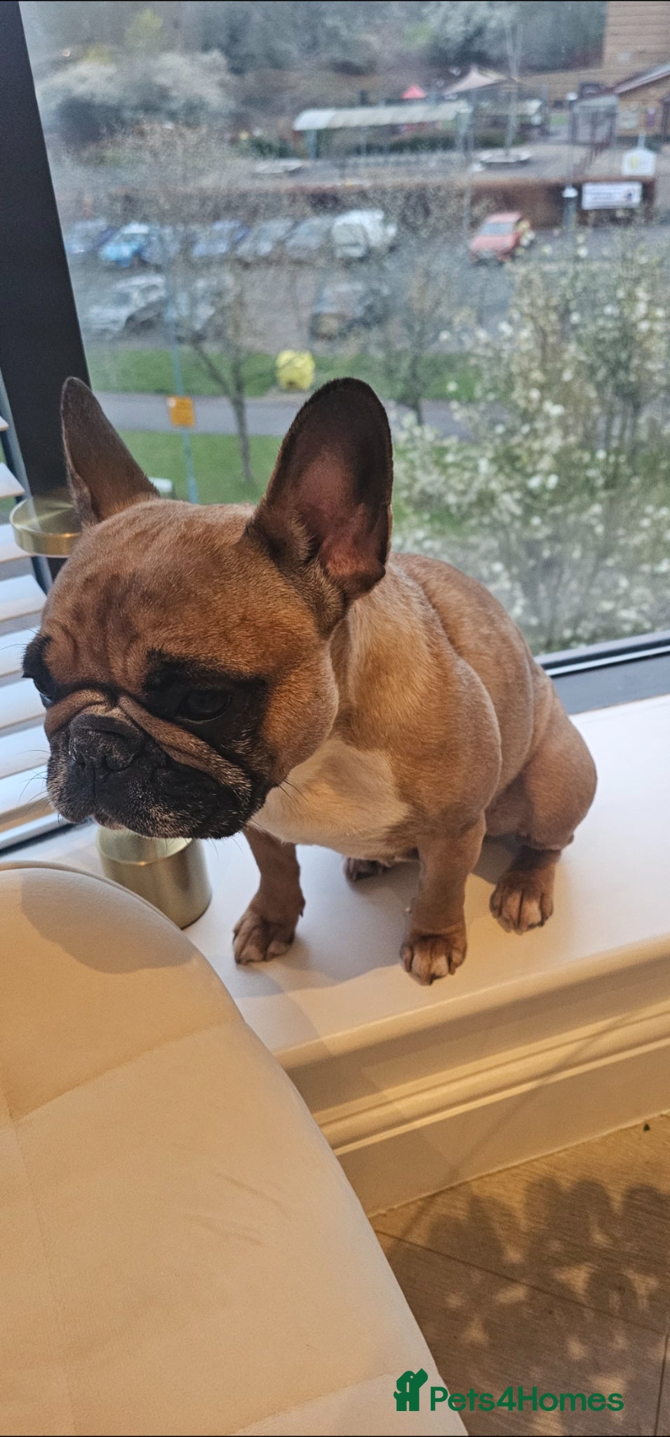 French Bulldog dogs Meet colin free to a good home - Advert 4