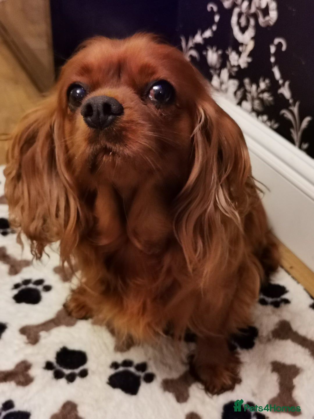 Cavalier King Charles Spaniel dogs for stud: 4 cavalier King Charles available for stud in Sheffield - Image 2
