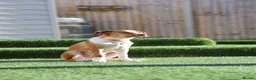 Mixed Breed dogs for adoption: Little Lad Loxy in Hook - Advert 9
