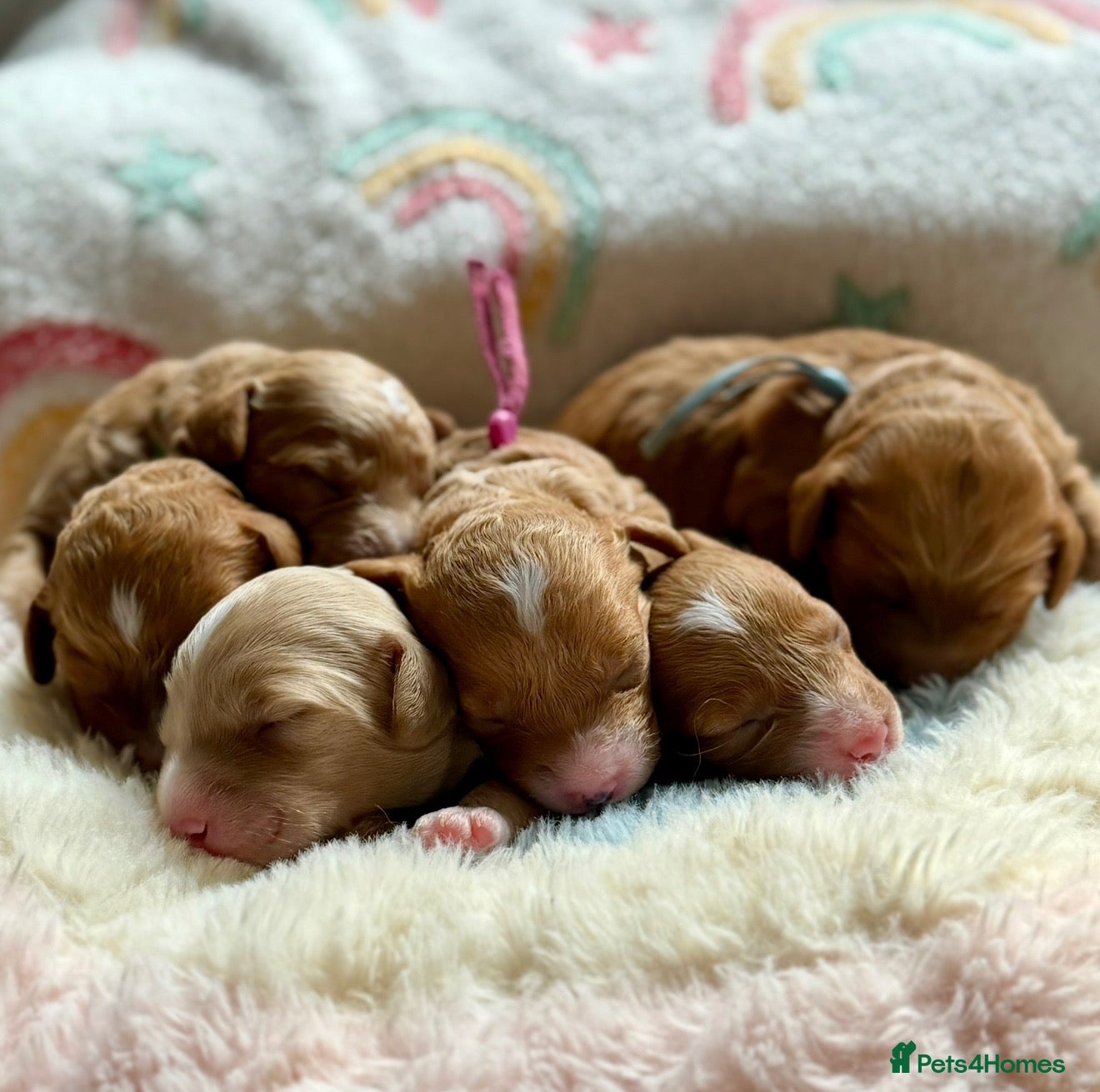 Cockapoo dogs 6x Toy Cockapoo Pups  - Advert 4