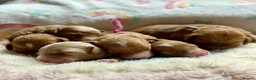 Cockapoo dogs for sale: 6x Toy Cockapoo Pups  - Advert 1