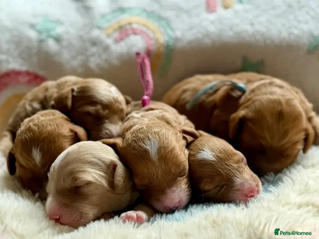Cockapoo dogs 6x Toy Cockapoo Pups - Advert 5