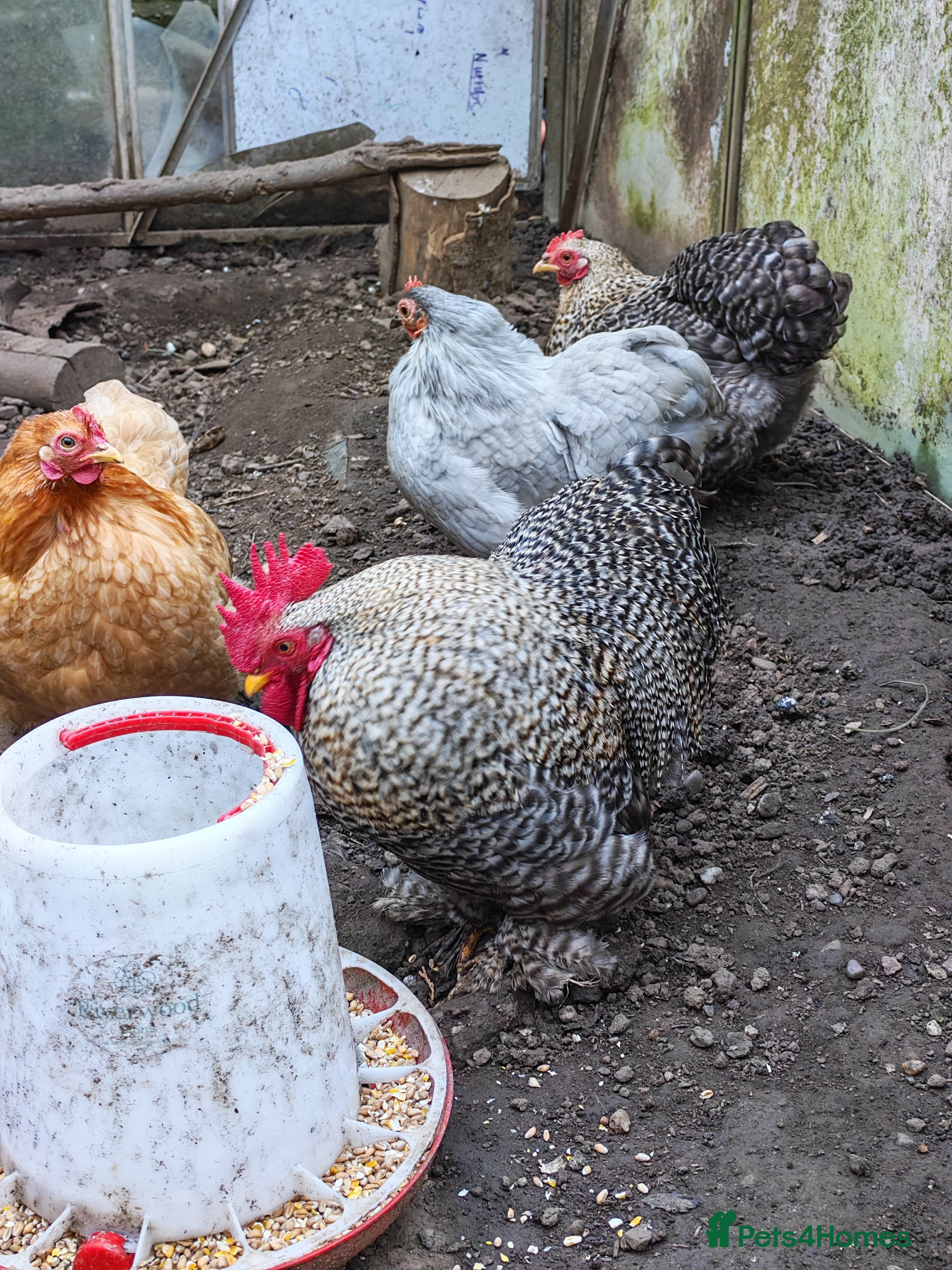 Chickens poultry Pekin Bantam - Advert 4