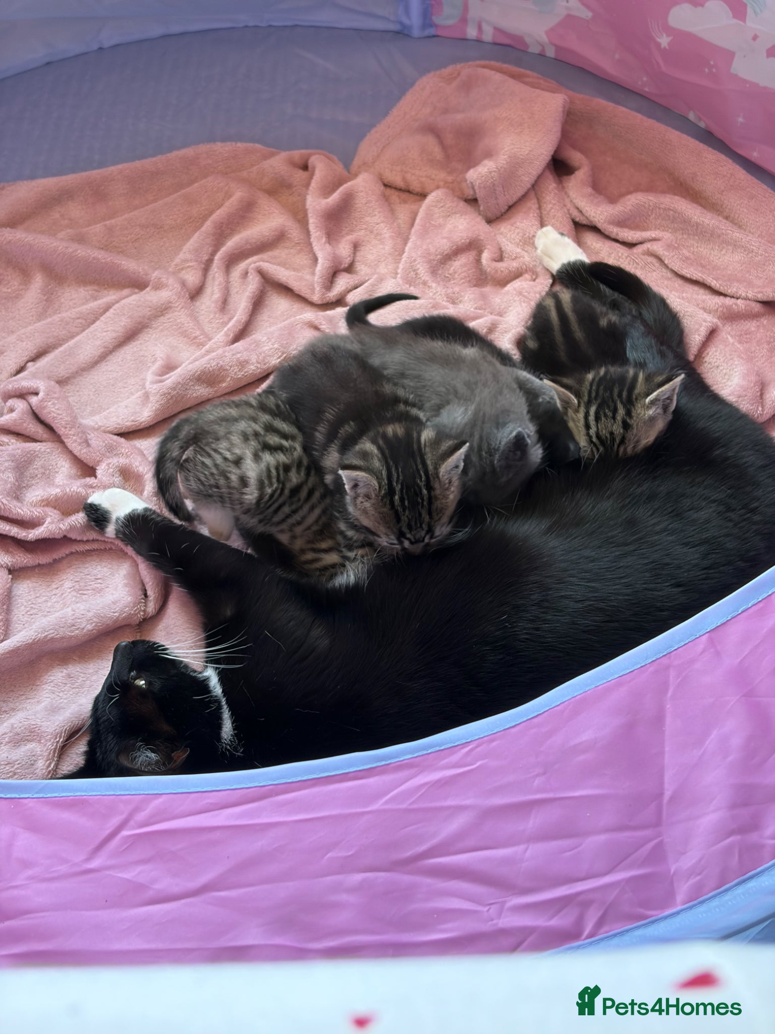 Mixed Breed cats Beautiful playful kittens - Advert 2