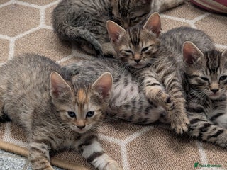 Mixed Breed cats - Advert 26