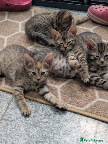 Mixed Breed cats - Advert 14