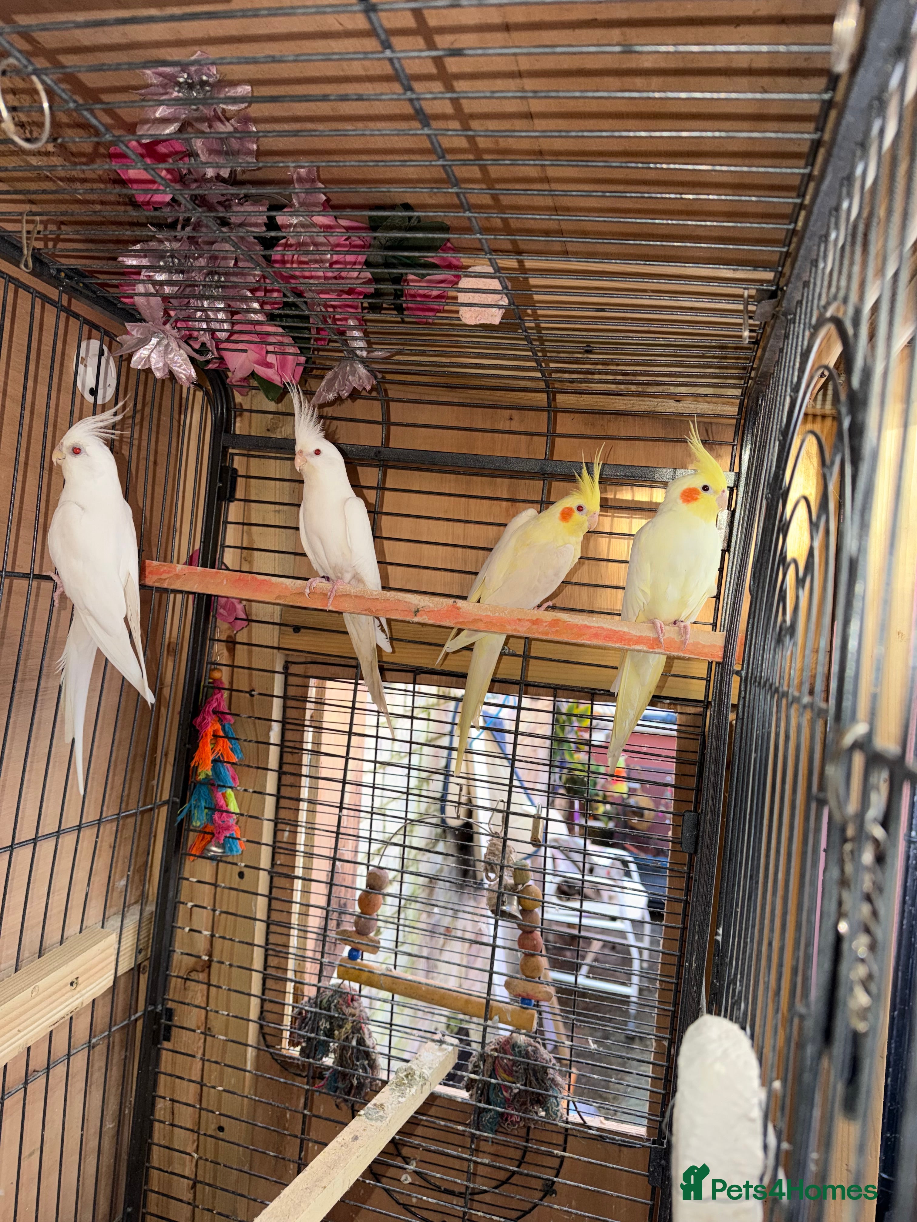 Cockatiels birds Pair cockatiel - Advert 1