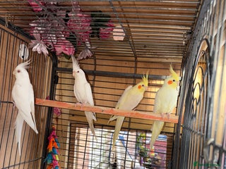 Cockatiels birds Pair cockatiel - Advert 1
