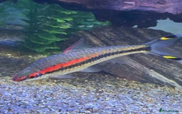 Other/Mixed Breed fish for sale: Tropical fish  - Image 2
