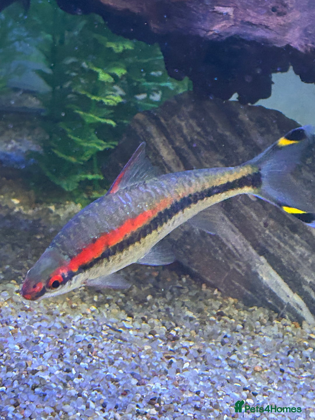 Other/Mixed Breed fish for sale: Tropical fish  - Image 2