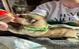 Shepsky dogs for sale: shepsky puppies  - Advert 11