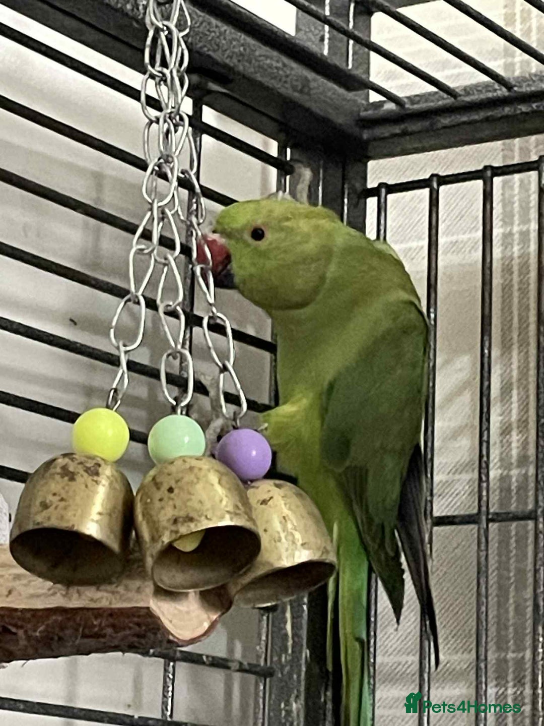 Ringnecks birds for sale: Pair of ringneck parakeets - Image 2