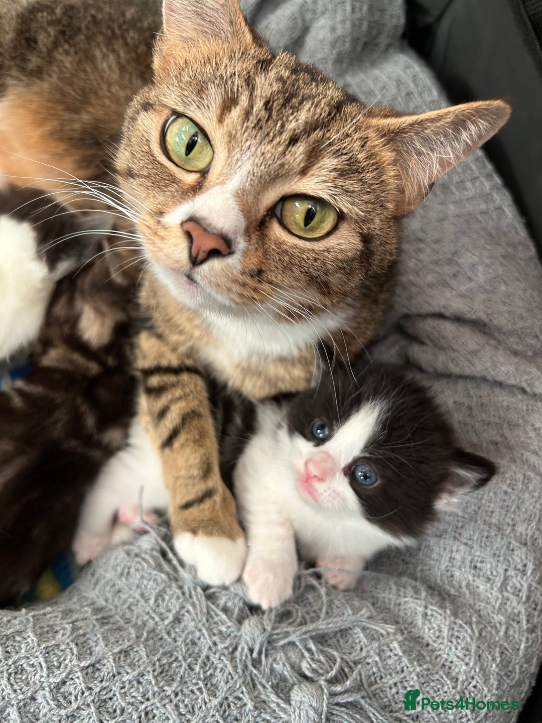 Bengal cats for sale: Two male kittens - Image 3