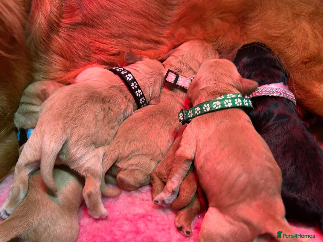 Mini Goldendoodle dogs for sale: Beautiful F1 Miniature Goldendoodle Puppies  - Advert 8