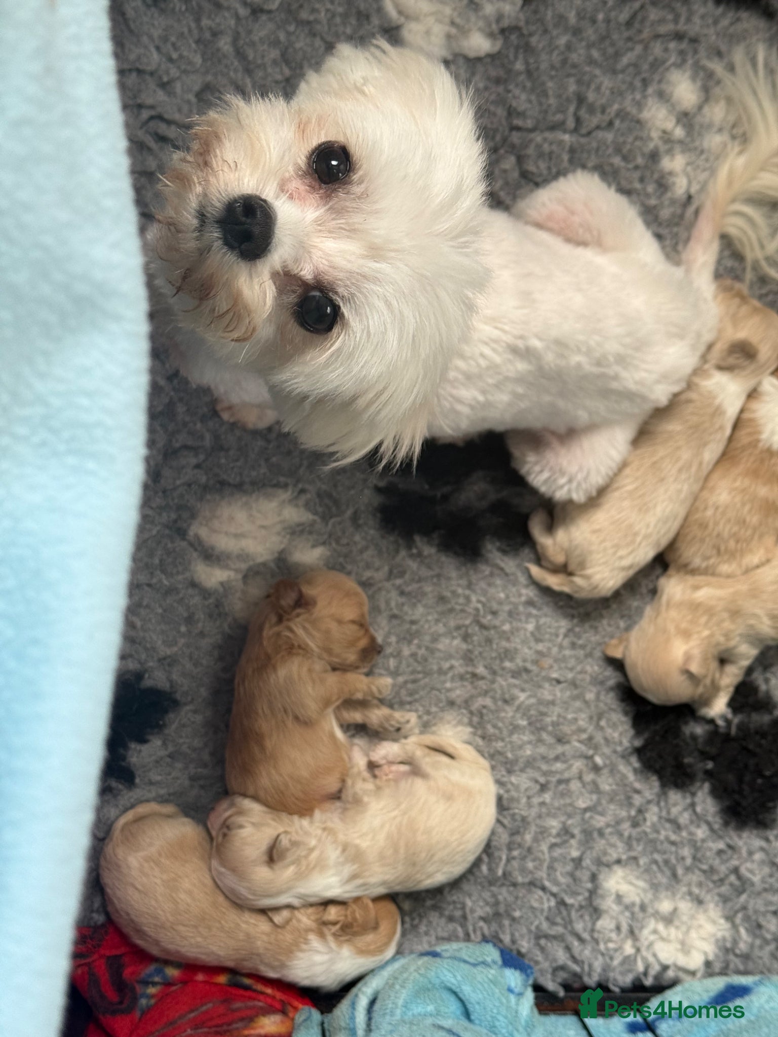 Maltipoo dogs Gorgeous  F1 Maltipoo READY NOW toilet trained  - Advert 2