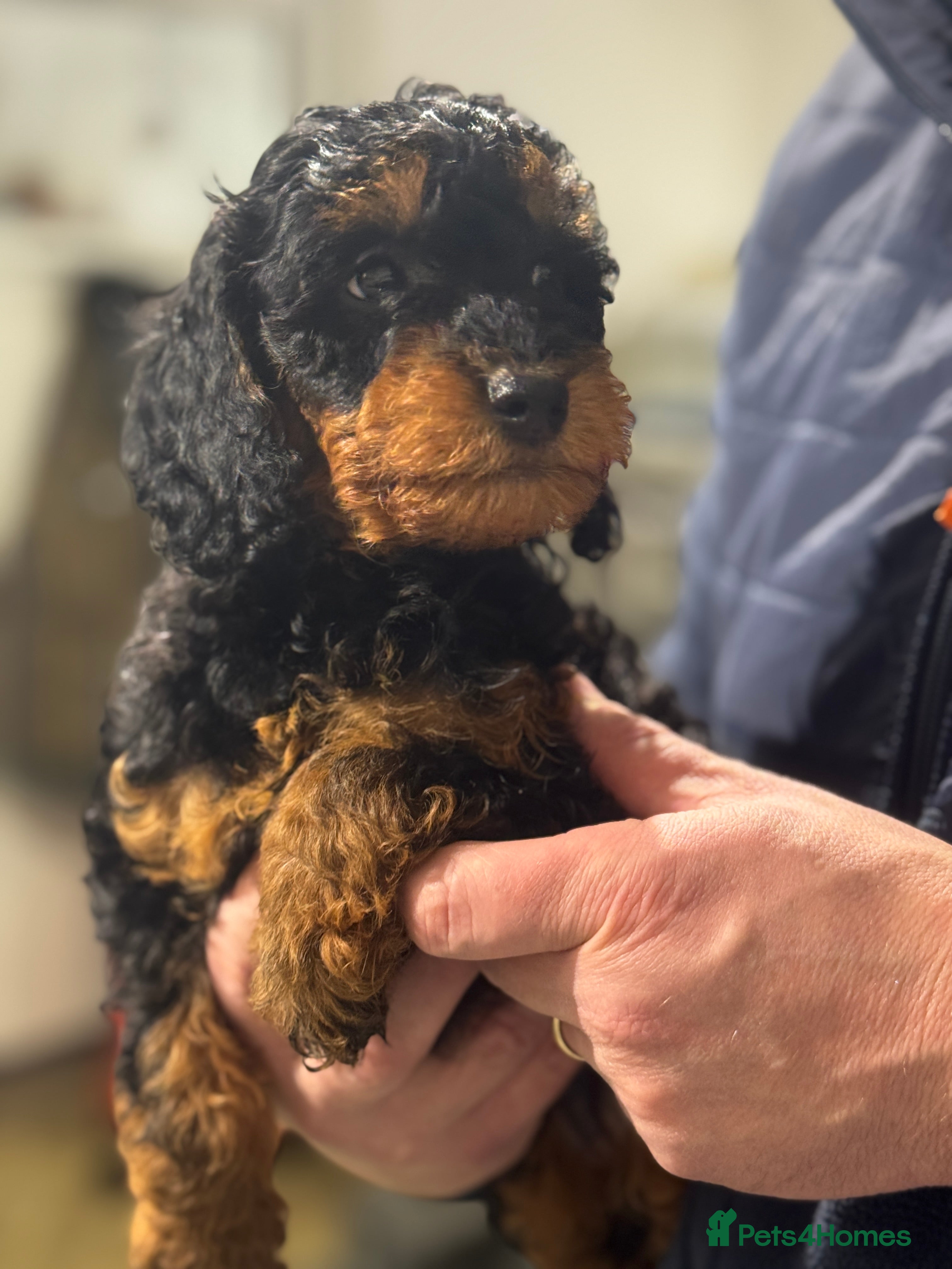 Miniature Poodle dogs Miniature Poodle Girls ..Ready  - Advert 4