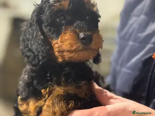 Miniature Poodle dogs Miniature Poodle Girls ..Ready - Advert 4