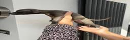 Italian Greyhound dogs for sale: Italian greyhound puppies - Advert 11