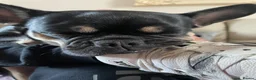 Frug dogs for sale: Female Frug - Advert 14