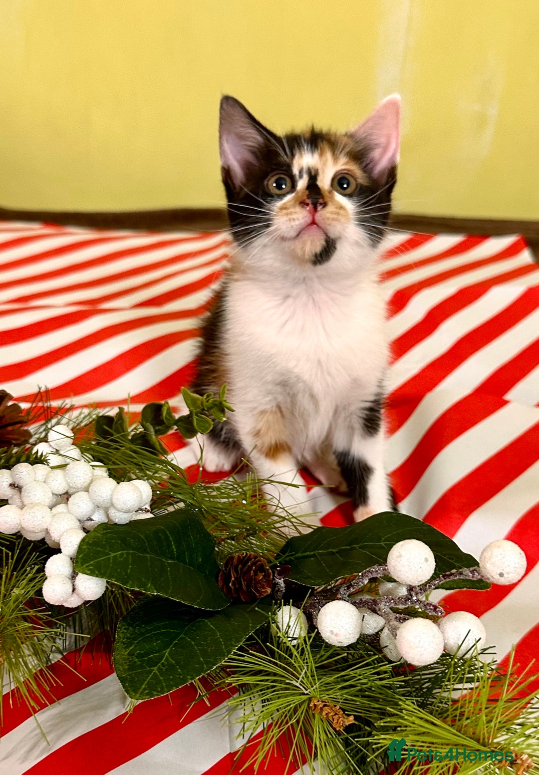 Mixed Breed cats for sale: Kittens from half Siamese mum - Advert 8