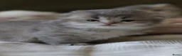 Scottish Fold cats for sale: Scottish fold - Advert 16