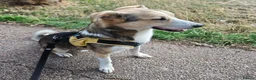 Mixed Breed dogs for adoption: Banjo (terrier mix) in London - Advert 10