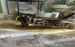 Bengal cats for sale: Gorgeous Pure Bengal Kittens Ready To Go! ❤️ - Image 13