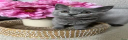 Mixed Breed cats for sale: Mixed blue British shorthair female kitten - Advert 4