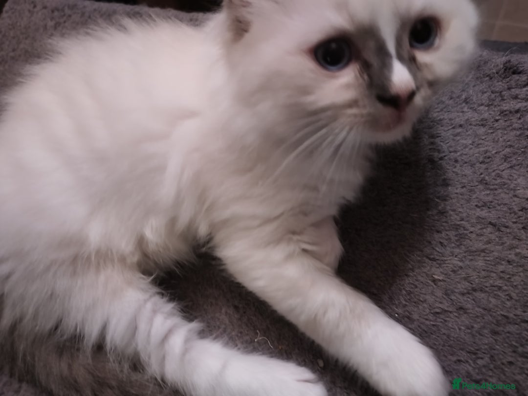 Ragdoll cats for sale: Beautiful Bluey  -unique little fluffy lovelies  - Image 23