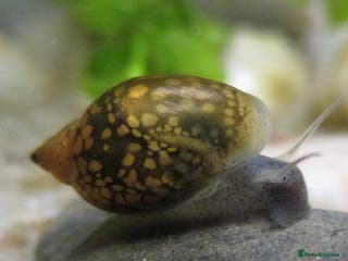 Snails invertebrates Snails - Advert 2