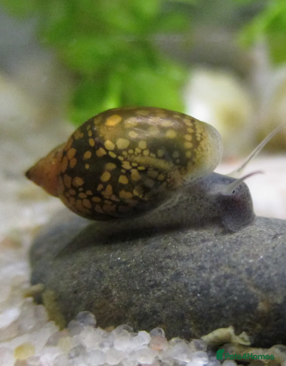 Snails invertebrates for sale: Snails  - Advert 1