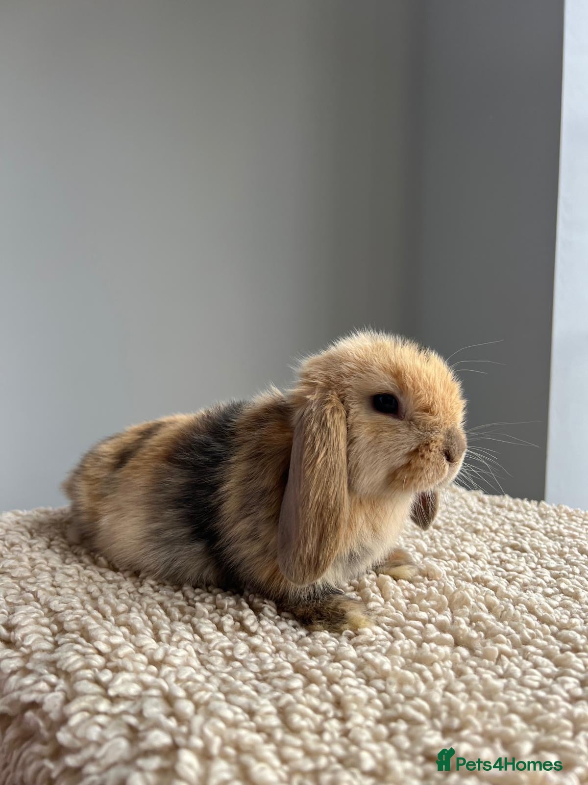 Mini Lop rabbits Pure bred mini lop male ready now  - Advert 1