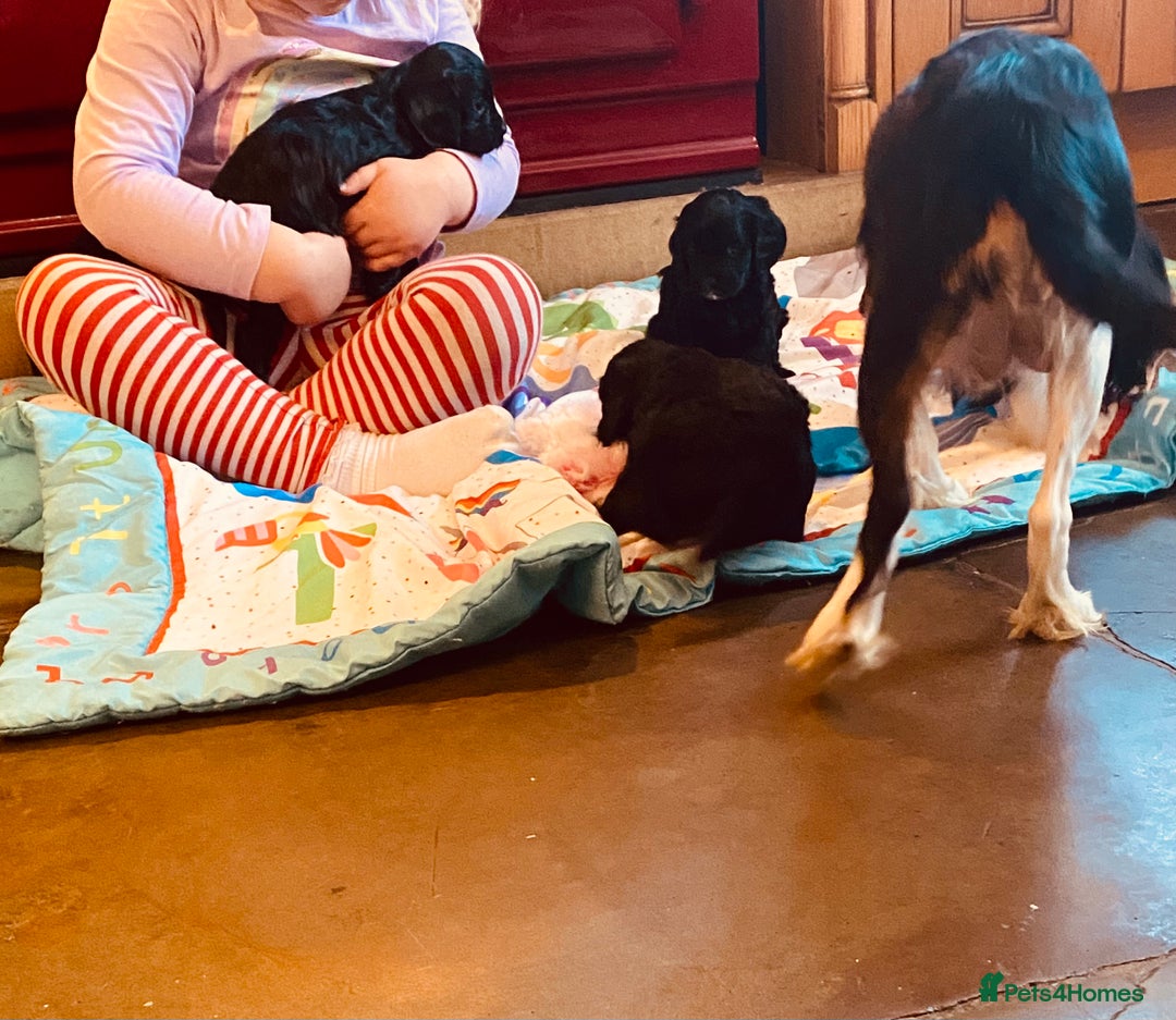 Cavapoo dogs for sale: F1 boys, licensed breeder, health tested parents - Image 17