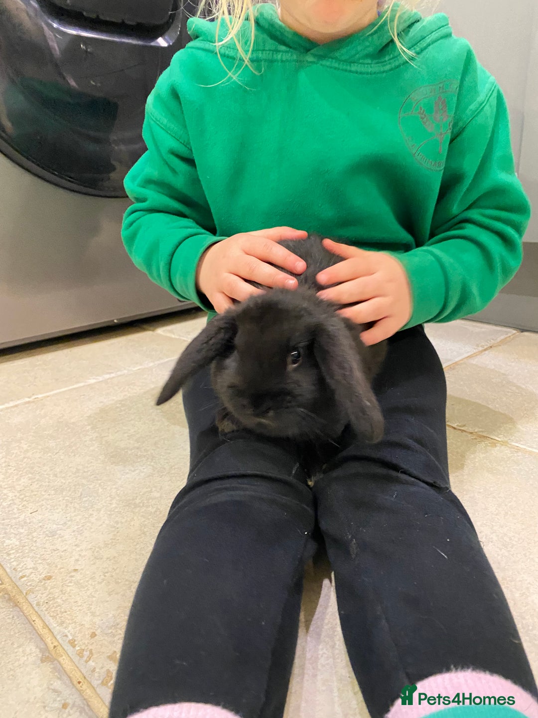 Mini Lop rabbits for sale: Mini lop bunnies - Advert 2