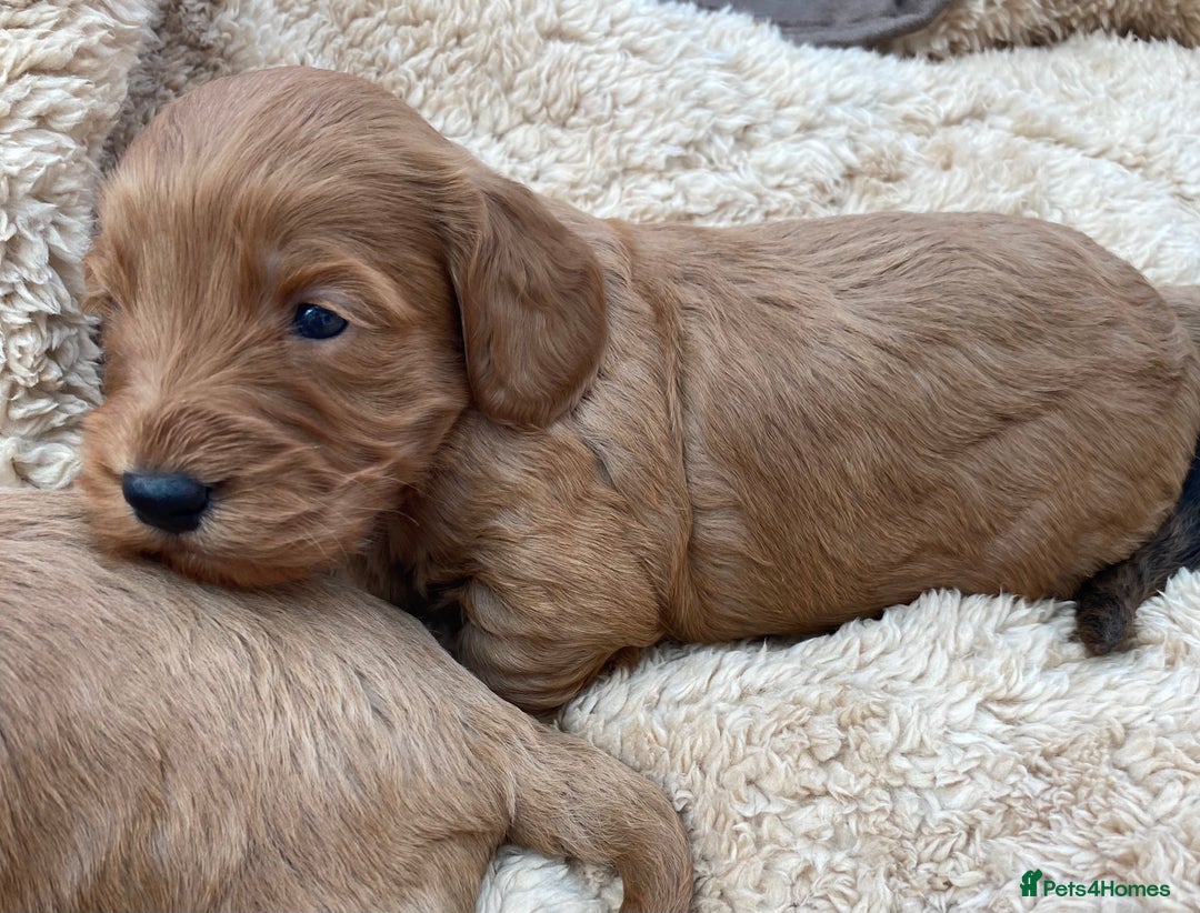 Cockapoo dogs for sale: F1 Cockapoo Puppies  - Image 12