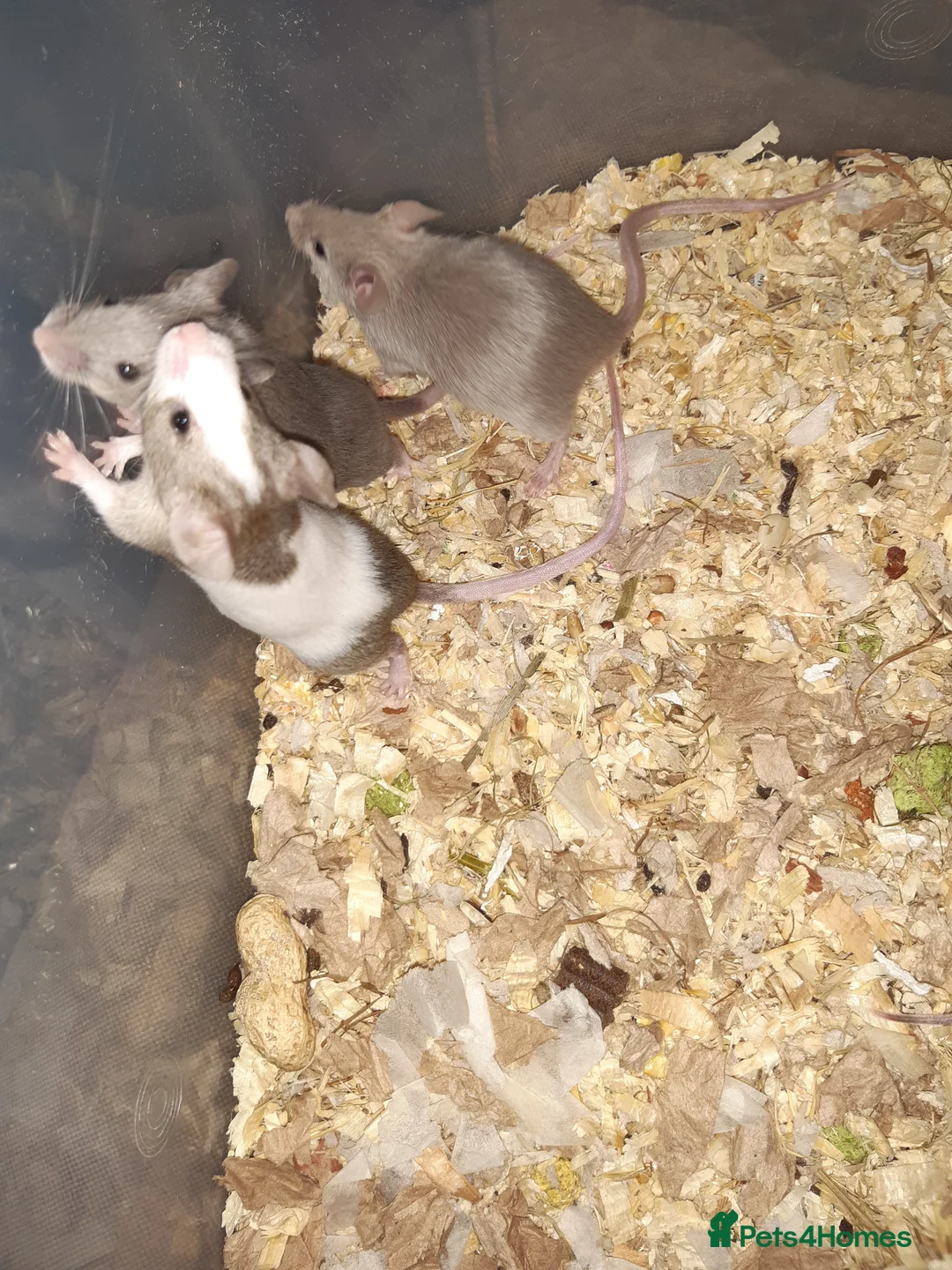 Mouse rodents for sale: Baby female fancy mice ready now - Advert 7