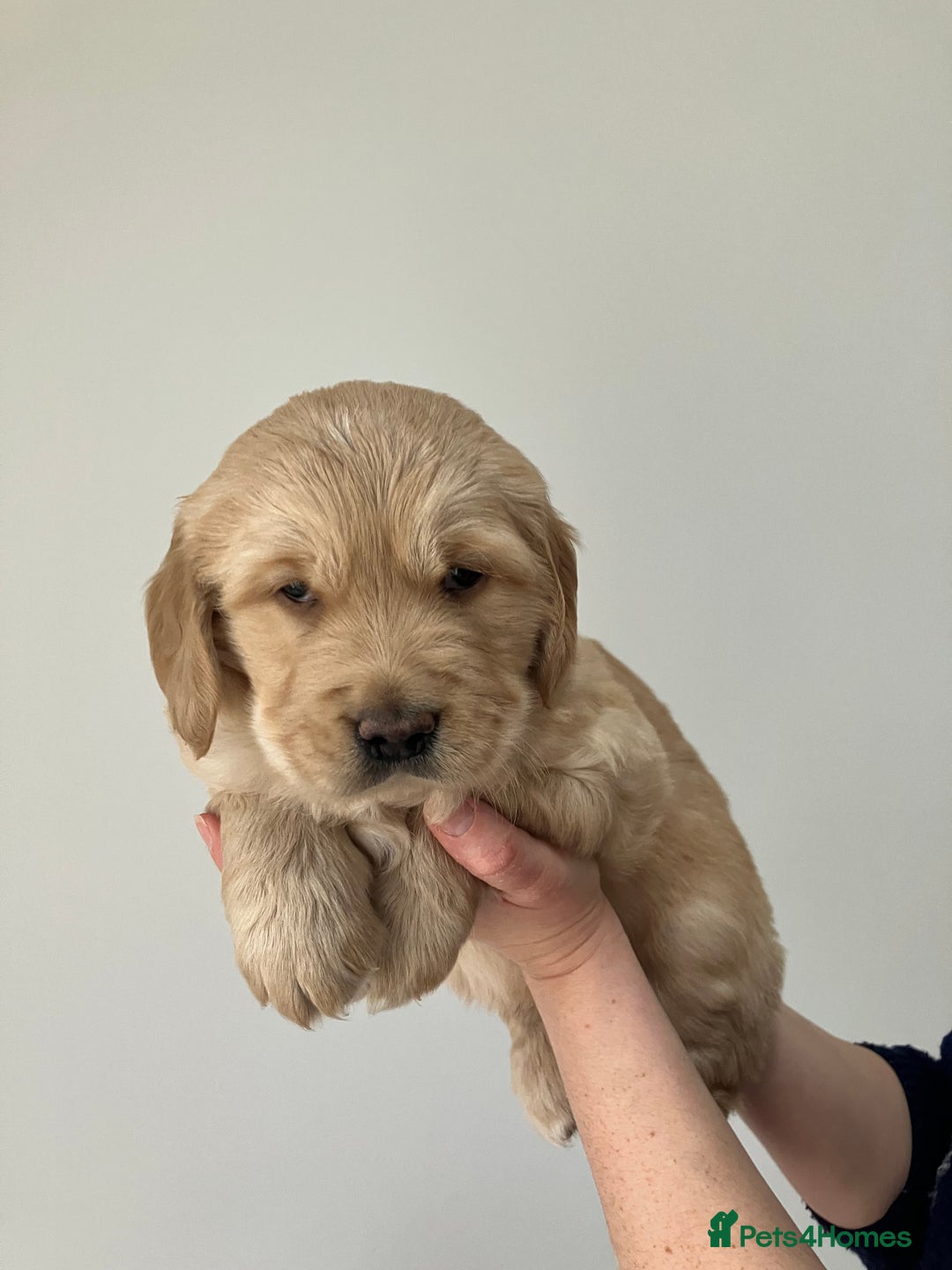 Golden Retriever dogs for sale: KC Registered Golden Retriever Male Ready  24/12 - Advert 3