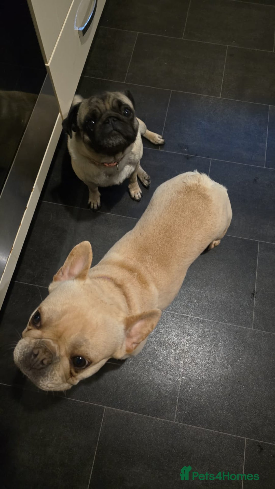 Pug dogs for sale: Adorable 4-Year-Old Pug Looking for a Loving Home - Image 4