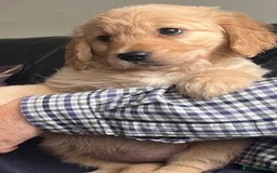 Golden Retriever dogs for sale: 🐾 Golden Retriever Puppies – Ready Now! 🐾 - Image 14