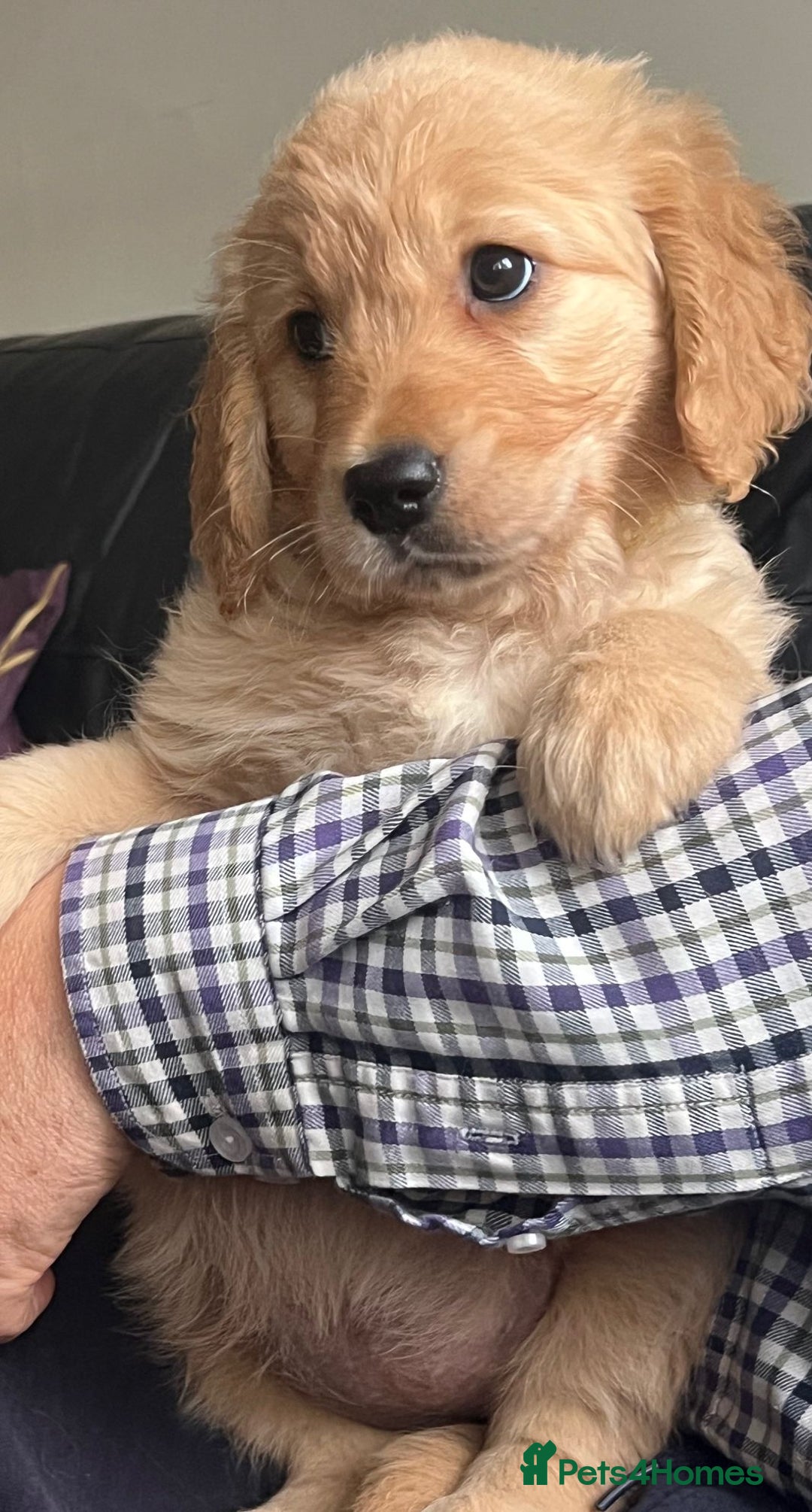 Golden Retriever dogs for sale: 🐾 Golden Retriever Puppies – Ready Now! 🐾 - Image 14