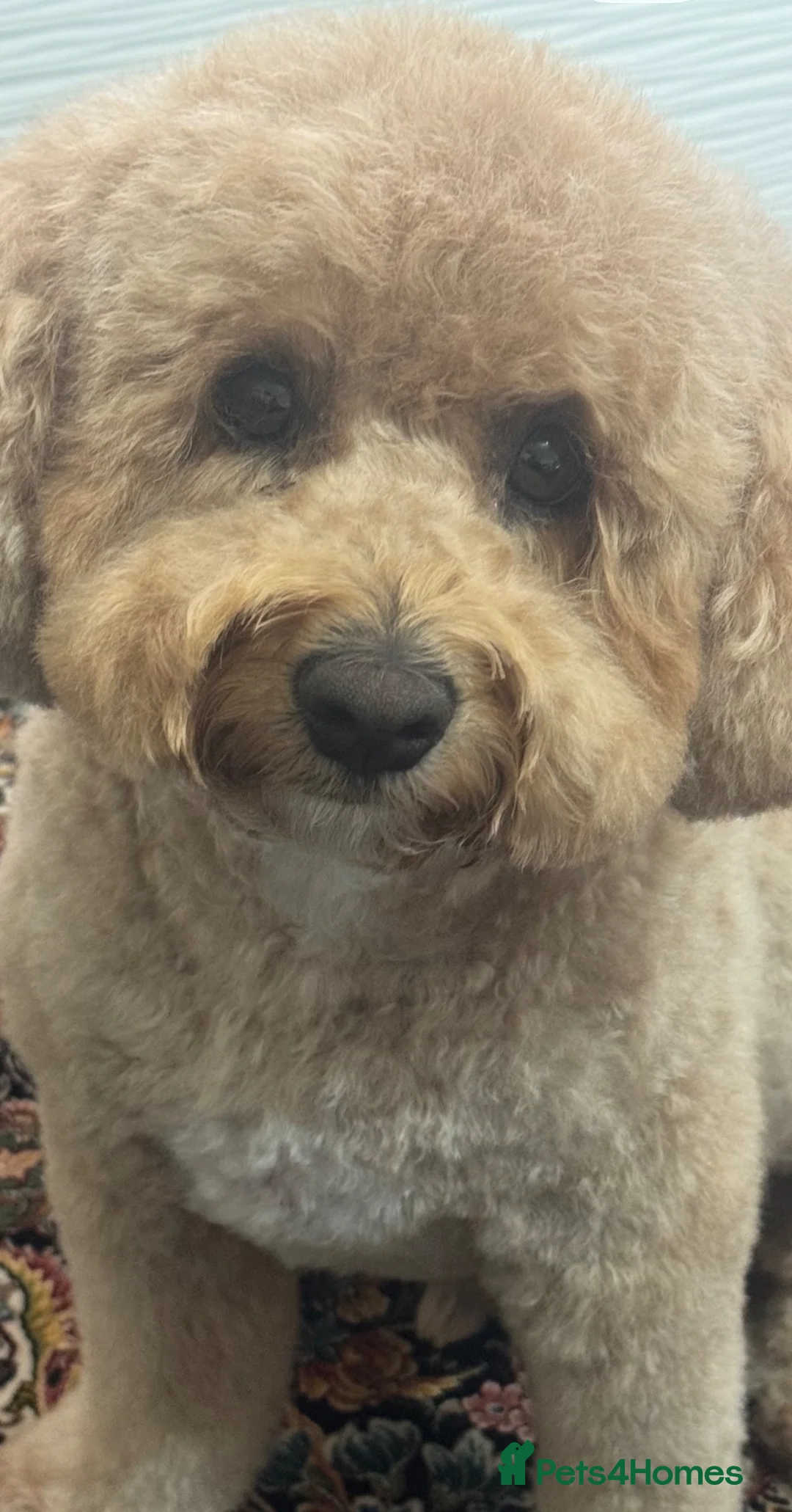 Toy Poodle dogs for sale: Male toy poodle  - Advert 2