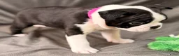 Boston Terrier dogs for sale: Bostixon KC Registered Boston Terrier Puppies - Advert 3