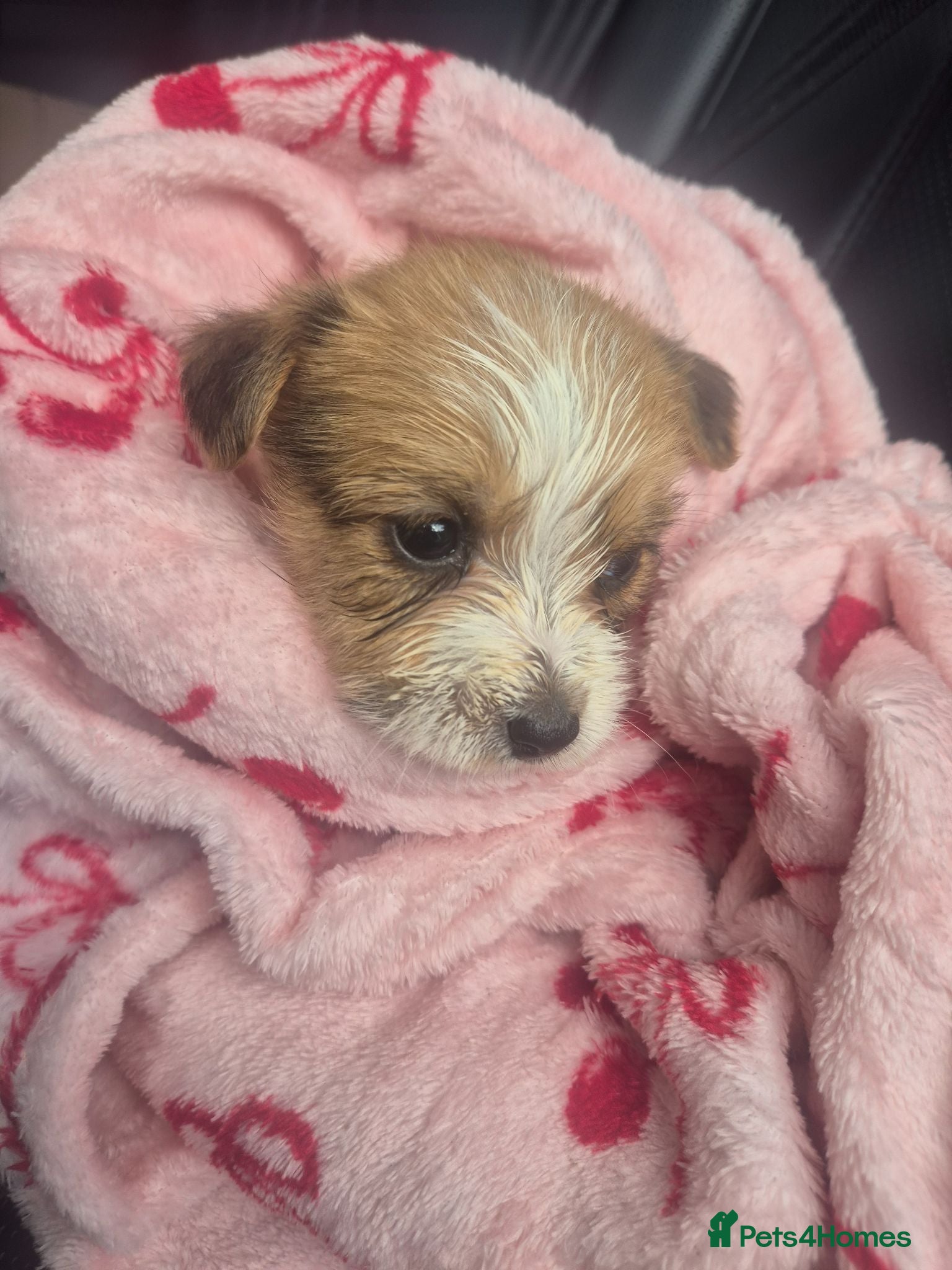 Jack Russell dogs Little jack russel puppies - Advert 1