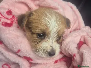 Jack Russell dogs Little jack russel puppies - Advert 17