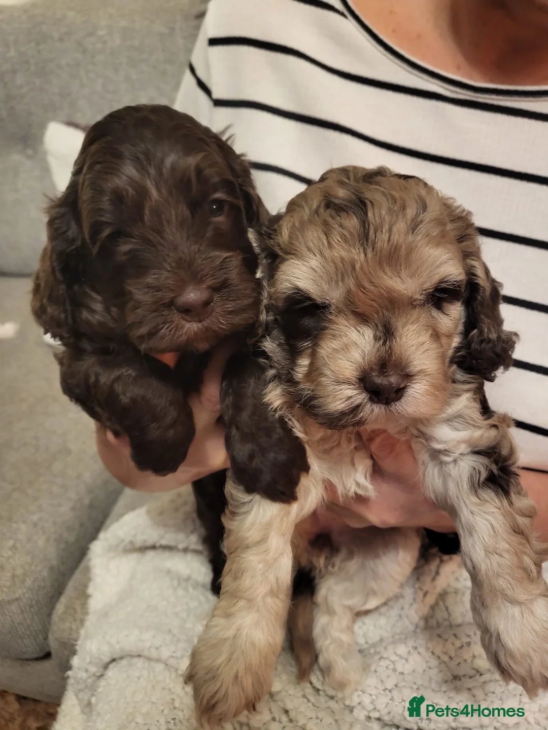 Cockapoo dogs for stud: PROVEN DNA tested Cockapoo Stud-Chocolate Merle in Stafford - Advert 20