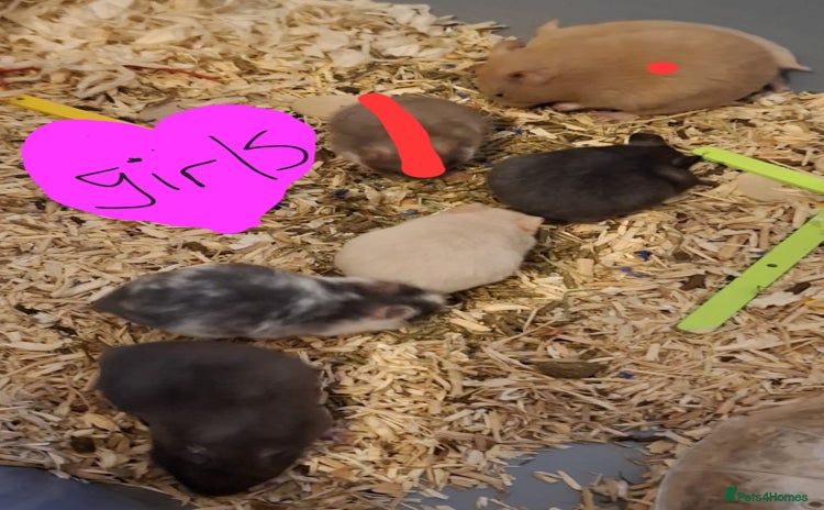 Hamster rodents - Advert 8